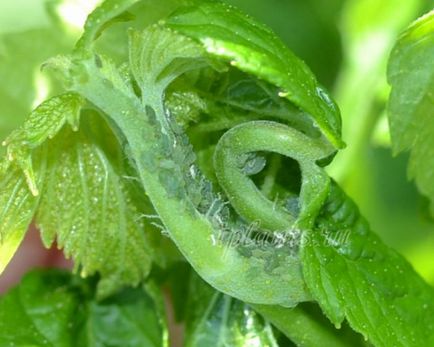Да се ​​отървем от листни въшки в стафидите, отколкото да се лекува, как да се справим с мравките в градината