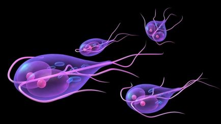 Как за лечение на възрастни Giardia таблетки, народни средства за защита, според д-р Комаровски