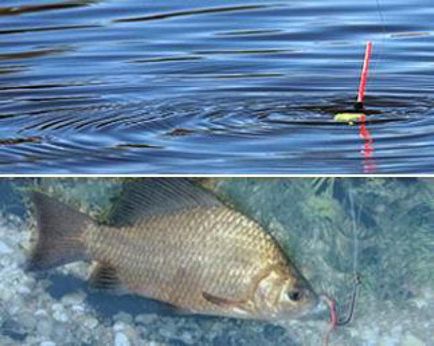 Как да хвана шаран малък - не vynesh и риба от езерото без труда