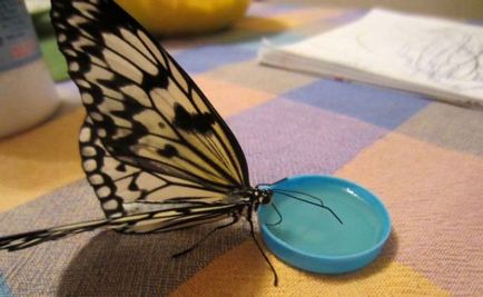 Как мога да растат пеперуда в дома