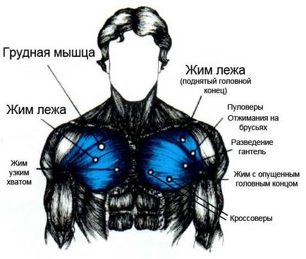Как да се изгради средата на гръдните мускули