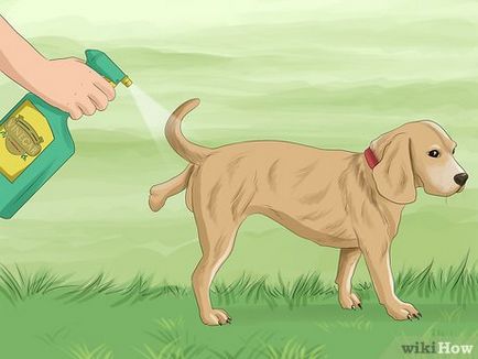 Как да не се даде възможност кучета до вашата морава