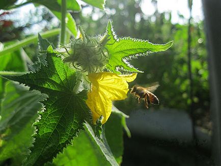 Как да се опрашват краставици у дома, без пчели