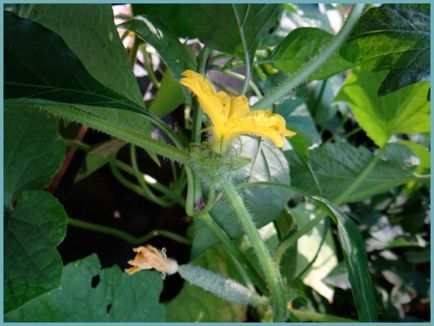 Как да се опрашват краставици в оранжерията, видео, опрашвани краставици в оранжерията - eteplitsa