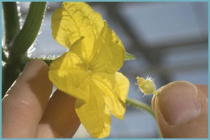 Как да се опрашват краставици в оранжерията, видео, опрашвани краставици в оранжерията - eteplitsa