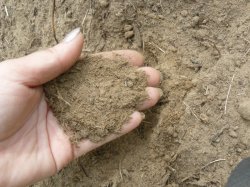 Как да се определи качеството на почвата в дома