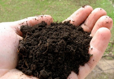 Как да се определи на киселинността на почвата в дома 1