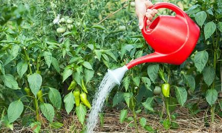Как да се организира поливане на градината на вилата правилно