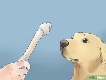Как да се отбие кучето си да се изхождат в градината
