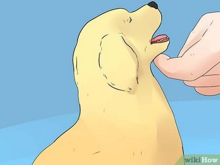 Как да се отбие кучето си да се изхождат в градината
