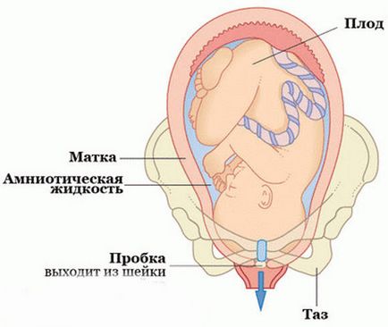 Както отпадъци от корк и гледа на бременност