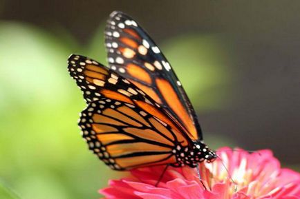 Как да се хранят пеперуди те се хранят в природата и в домашни условия