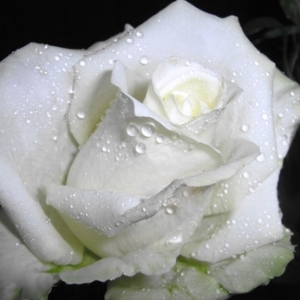 Как да разберем смисъла на Белая Роза на езика на цветята