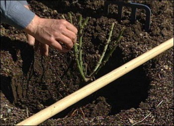 Как да се засадят рози от букета, издънки и посадъчен материал