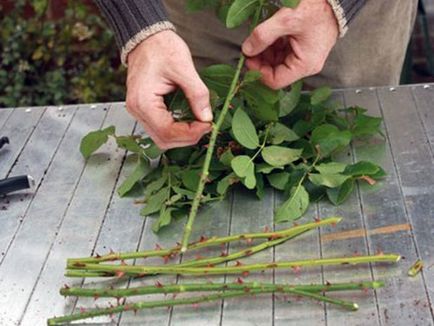 Как да се засадят рози от букета, издънки и посадъчен материал