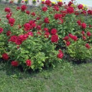 Как да се засадят рози от резници на открито място на основните правила