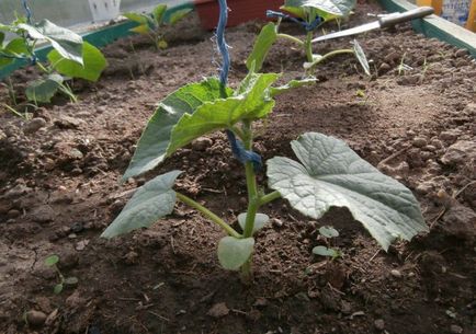 Как да се изгради оранжерия за краставици със собствените си ръце