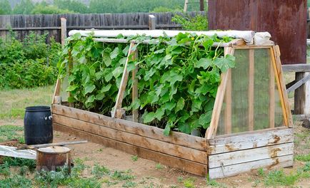 Как да се изгради оранжерия за краставици със собствените си ръце