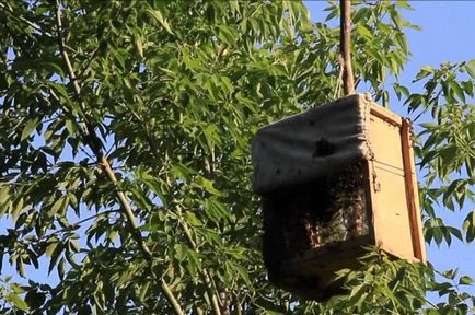 Как да хвана рояк пчели, и какво да правят, когато са уловени рояк