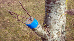 Как да се внуши круша на ябълково дърво през пролетта, инструкции и видеоклипове