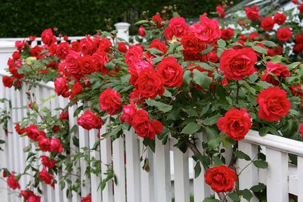 Как да пропагандира рози от резници през пролетта