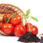 Как да расте разсад от домати у дома