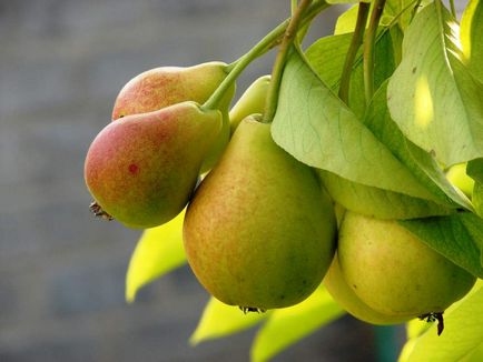 Как да се засадят круша на ябълково дърво през пролетта