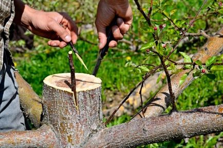 Как да се засадят круша на ябълково дърво през пролетта