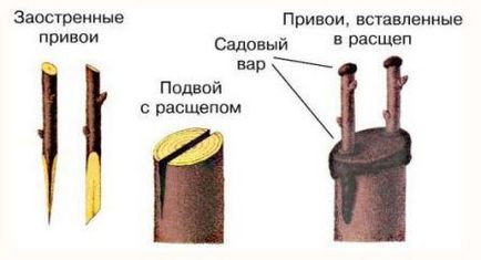 Как да се засадят крушката през пролетта, лятото, стъпка по стъпка снимки и видео инструкция