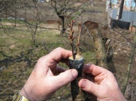 Как да се засадят крушката през пролетта, лятото, стъпка по стъпка снимки и видео инструкция