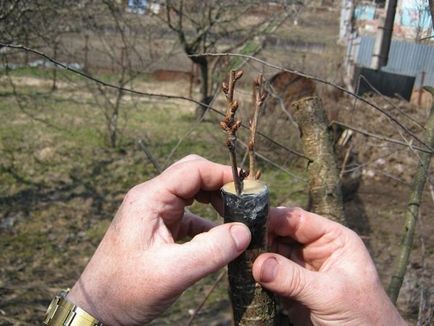 Как да се засадят крушката през пролетта, лятото и есента през август; как да се засади круша ябълката