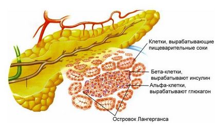 Как панкреаса при хора (работа) Как действа на панкреаса при хора