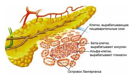 Как действа на панкреаса при хора