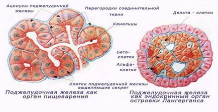 Как панкреаса при хора (желязо) Как действа на панкреаса при хора