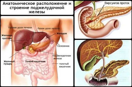Как човек панкреаса (панкреаса) Как действа на панкреаса при хора