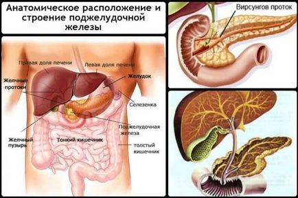 Как действа на панкреаса при хора