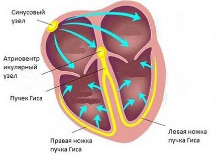 Как действа на човешкото сърце