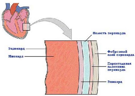 Как действа на човешкото сърце