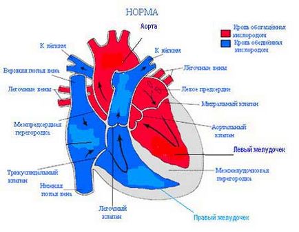 Как действа на човешкото сърце