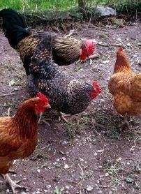 Как да се размножават пилета от кафеза за доставка на храна