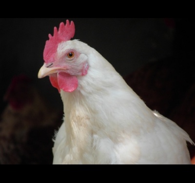 Как да се размножават кокошки носачки