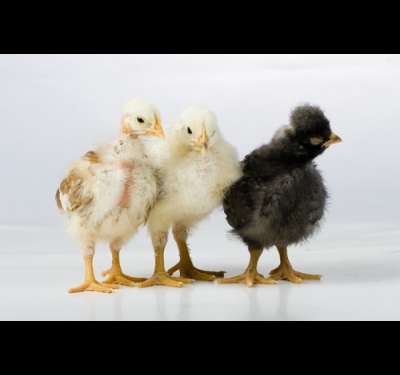Как да се размножават кокошки носачки