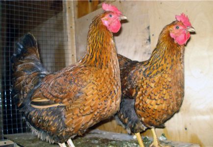 Как да се размножават на кокошките носачки у дома