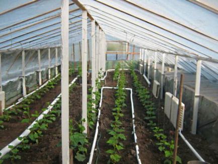 Как да си направим оранжерия за краставици видео за парникови краставици поликарбонатни оранжерия за краставици