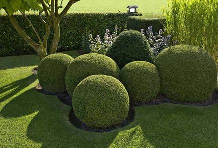 Как да създадете Topiary