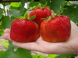Как да създадете ягоди в оранжерия бизнеса