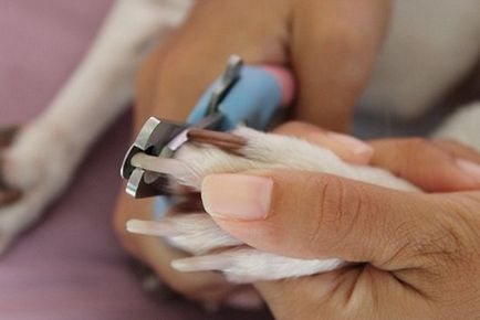 Как да се намали кучешки нокти, LS