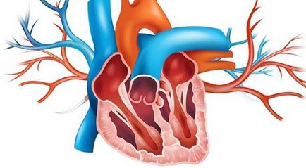 Каква е структурата на човешкото сърце, какви са неговите функции