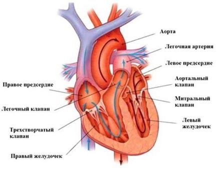 Каква е структурата на човешкото сърце, какви са неговите функции