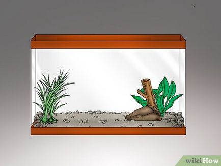 Как да се грижим за жаби